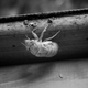 Illustration for article titled Shooting Challenge: Bugs Gallery (Part 5)